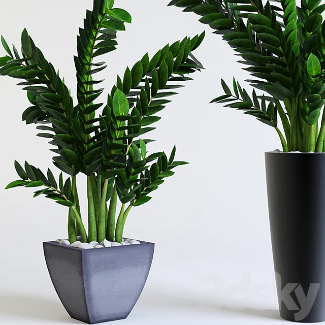 Zamioculcas Zamioculcas 3DModel Zamioculcas Zamioculcas 3DModel