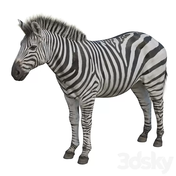 Zebra 3D Model